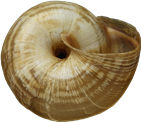 Cernuella virgata12,3 × 14,2 mm